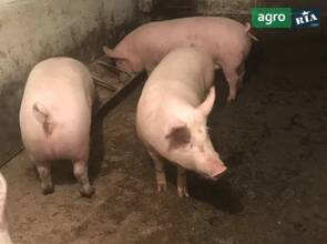 Свині домашні (молоді)