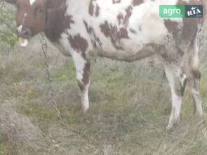 Теличка народжена 16.03.2025