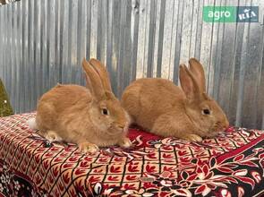 Кролики (самки Бургундської породи)