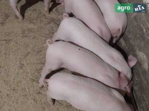 Поросята білі (ф1 і петрен)