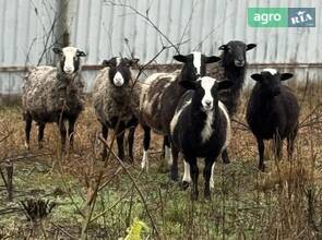  Барани (крос Дорпер та Романівська) оптом