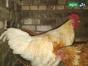 Півень (вік 1,5 року)