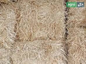  Солома пшенична врожай 2025
