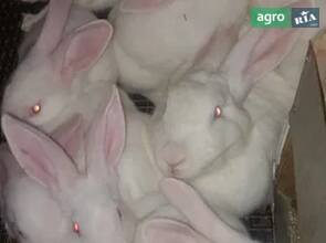 Кролі термонська біла