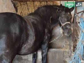 Кобыла и конь