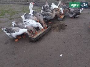 Молоді гуси