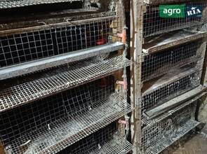 клітки для розведення перепелів