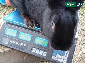 Кріль самець для спарки