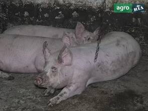 Свині живою вагою