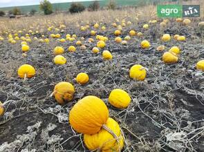 Насіння гарбуза українська багатоплідна