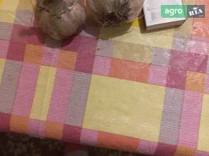 Чеснок крепкий.