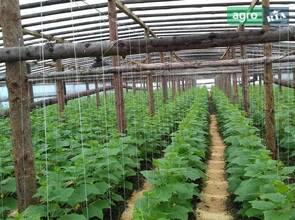 Теплиця 10 соток