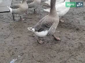 Гуси великої породи