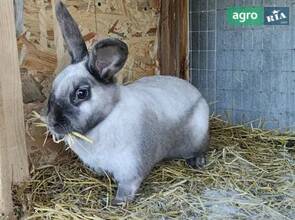 Кролі різних порід, Рекс, саландер, триколор