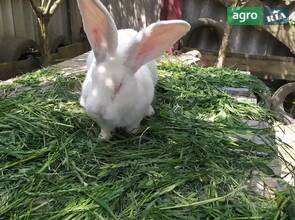 Кролики породи Бельгійський велетень