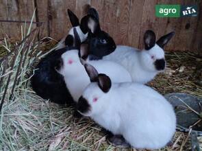 Кролики каліфорнійської породи