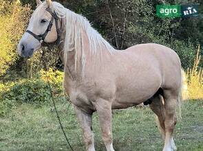 Робочий кінь