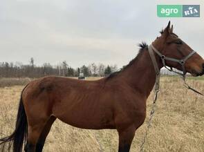 Кінь Рисистої породи