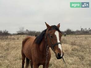 Французька Рисиста кобила