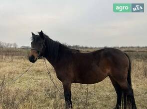  Кобила Українська верхова