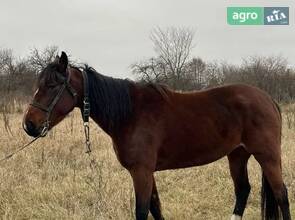 Молода Кобила Рисистої породи