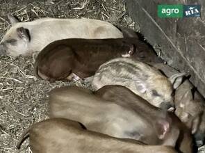 Поросята Дюрок+Мангал