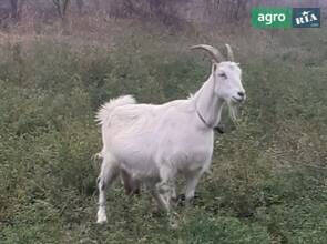 Молочна коза