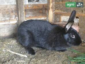 Кролі (вік 7-9 місяців)