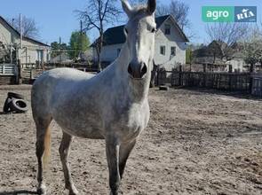 Вишукана кобила