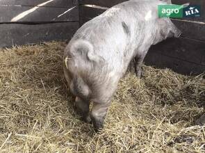 Кнур кабан на племя.