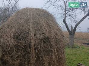 Сіно цьогорічне