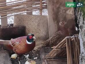 Фазани мисливські