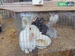  Кролики разного возраста