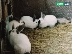 Кролики Каліфорнійці