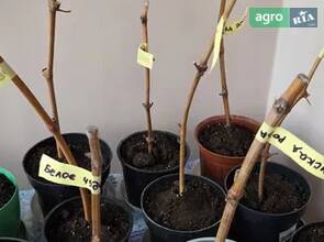 Саджанці винограду