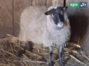 Вівця Романівської породи