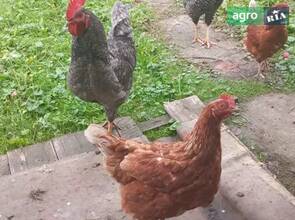 Молоді півні