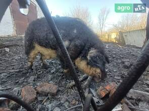 Кнур угорська пухова мангалиця