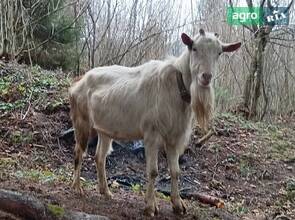  Коз зааненской породы