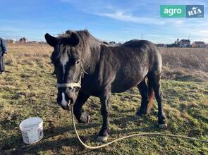 Кінь породистий молодий.