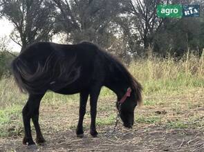 Кобыла 8 років.
