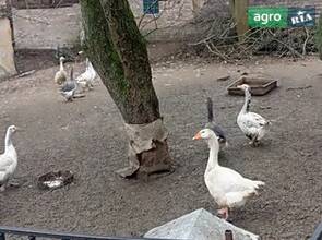 Гуси самовивіз