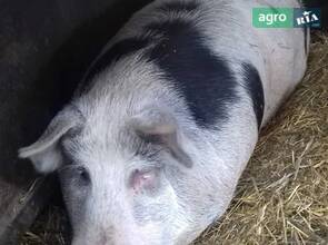 Свині на м'ясо