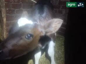 Молочна теличка