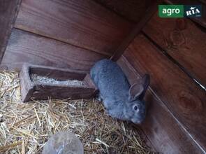 Кролі Єш шиншила