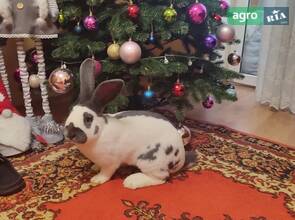  Кролики породи НСВ