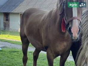Молода кобила 3,5 роки