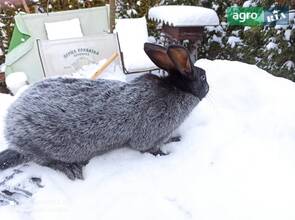 Кролики Полтавське срібло