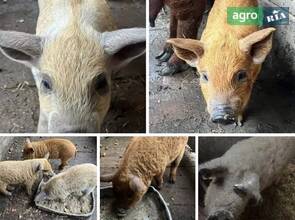 Поросята угорської пухової мангалиці