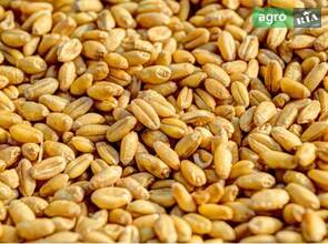 Пшениця ціна за тону